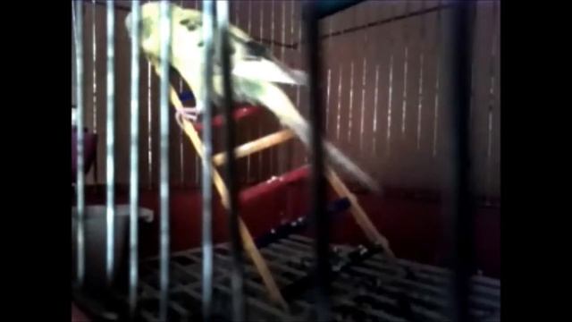 скрытая камера за попугайчиком смотреть онлайн