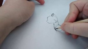 Как рисовать Котов Воителей (часть 1)