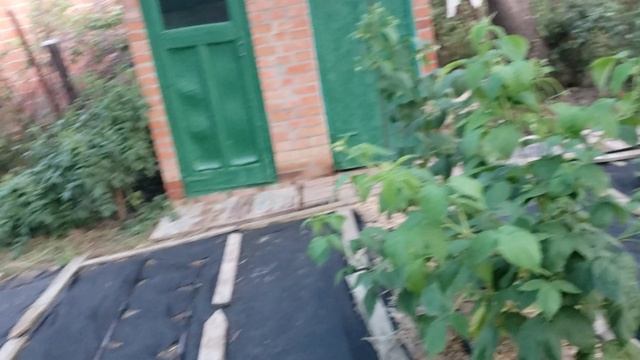 Первые наблюдения по капельному поливу. смотреть онлайн