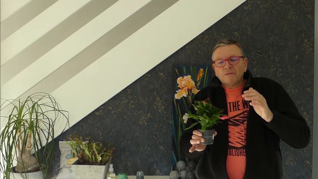#Cactus de Noël, le Schlumbergera ou encore le cactus de pâques смотреть онлайн