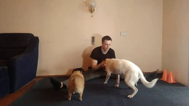 ДРЕССИРОВКА СОБАК | КАК ДРЕССИРОВАТЬ СОБАКУ | КОМАНДЫ ДЛЯ СОБАК смотреть онлайн