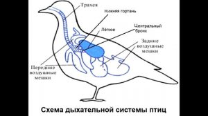 § 27  Внутреннее строение птиц