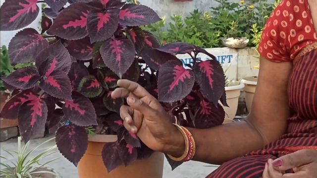 PROPAGATION & CARE OF COLEUS PLANTS | GARDENING WITH SEEMA смотреть онлайн