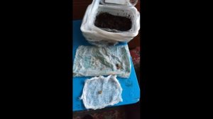 как посадить семена кофе