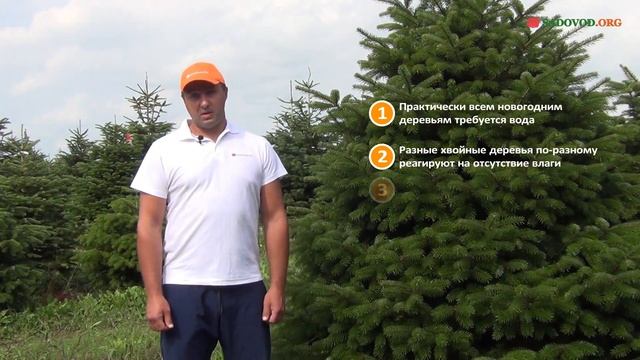 Нужна ли вода срезанной новогодней елке смотреть онлайн