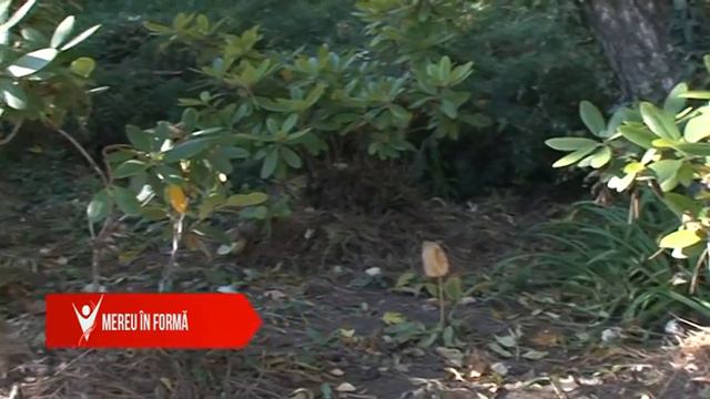 MEREU IN FORMA: Gradina rezistenta la ger смотреть онлайн