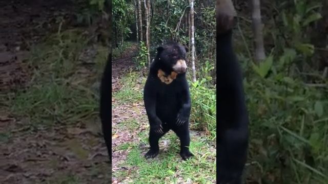 Sunbear on jungle track tanjung puting national park #orangutan's home #short #shorts смотреть онлайн