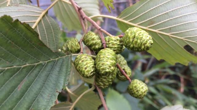 Grey alder (Alnus incana) - young female cones - October 2017 смотреть онлайн