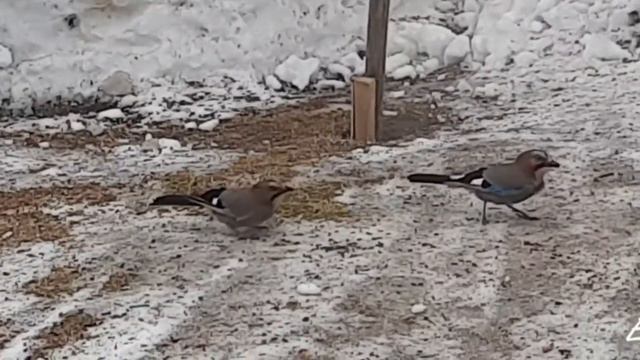 Сойки тоже очень любят семечки 😀👍 смотреть онлайн