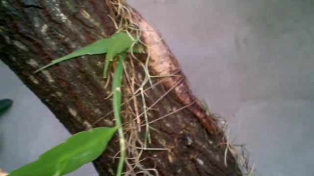 #Платицериум/Platicerium собрался размножаться!  Что делать с пополнением? #Доминикана.