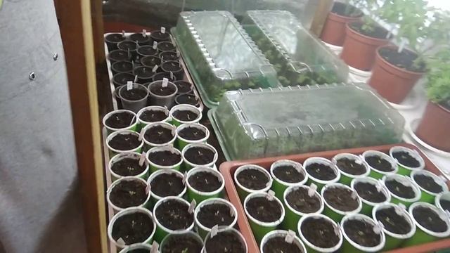 Черенки петунии Софистика в возрасте 10 -ти дней. смотреть онлайн