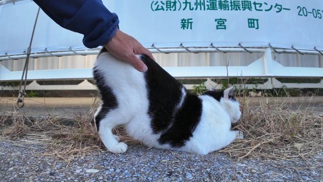 夕方のフェリー乗り場桟橋で佇む猫たちをナデナデしてきた смотреть онлайн