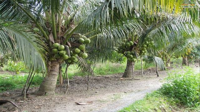 WOW! Amazing New Agriculture Technology - Coconut tree смотреть онлайн
