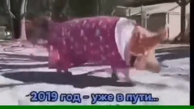 Песня. Про. Свинью