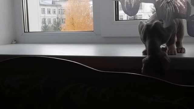 Сфинкс ходит и слушает топот своих лап :3 смотреть онлайн