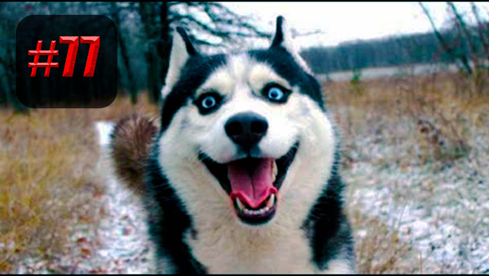 612 секунд Смеха ?? | приколы лучшие до слез ?? 2022 Funny cute cats compilation #77 смотреть онлайн