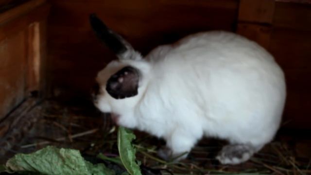 Прививки кроликам: делать или нет?!?! смотреть онлайн