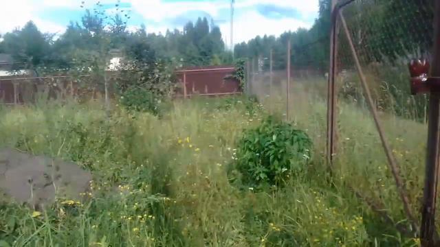 Вереск цветет. Барсик пришел.