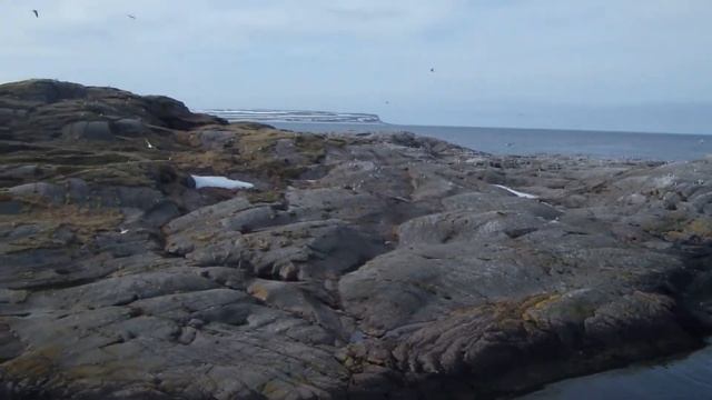 шерп по кольскому. в гостях у птиц смотреть онлайн