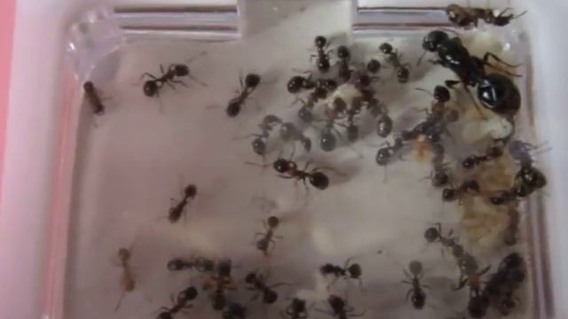 Муравьи:  Рассказ об атаке ватной палочки