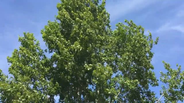 Ветер, приятный шелест листьев смотреть онлайн