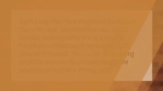 Can Rawhide kill my dog? смотреть онлайн