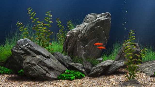 Dream Aquarium Sword Tail