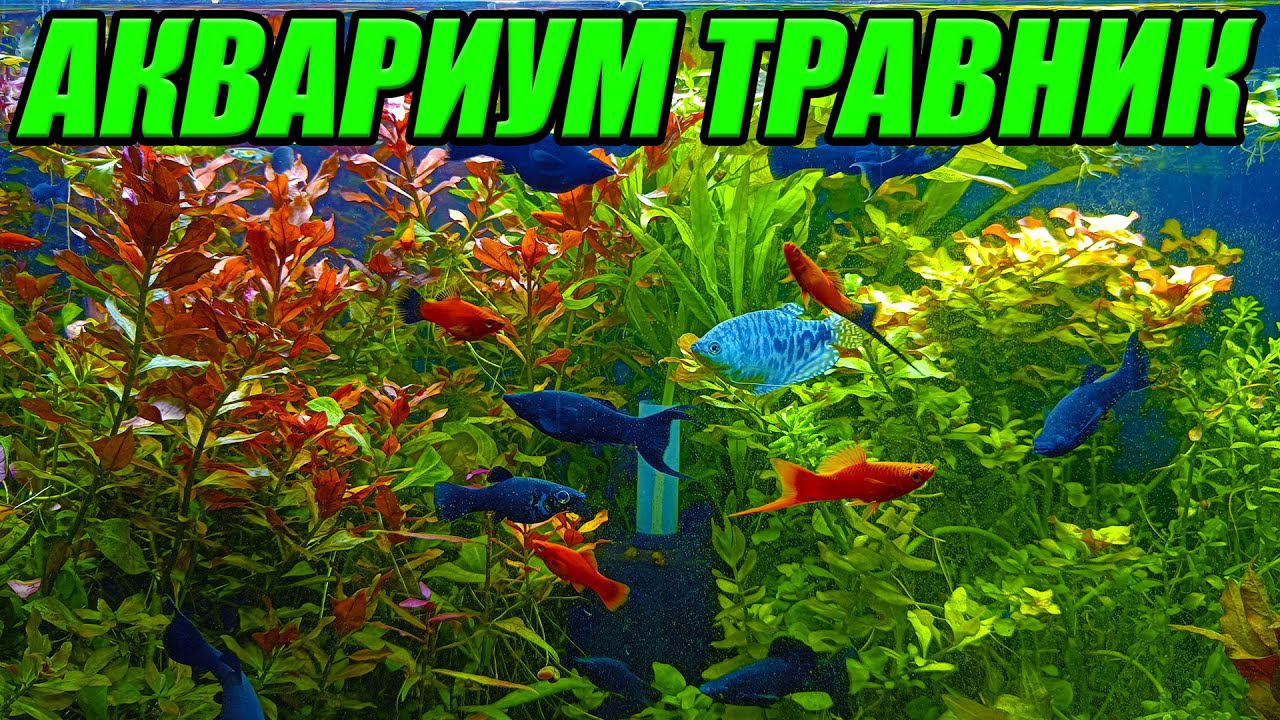 Спасение аквариума травника! Посадка аквариумных растений! смотреть онлайн