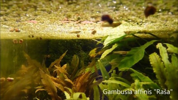 Гамбузия аффинис (Обыкновенная гамбузия) / Gambusia Affinis