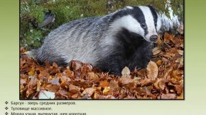 Млекопитающие Красной книги РБ