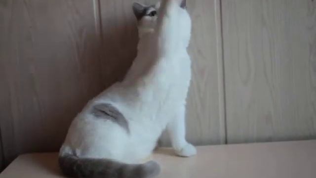 Британский котик лиловый арлекин смотреть онлайн