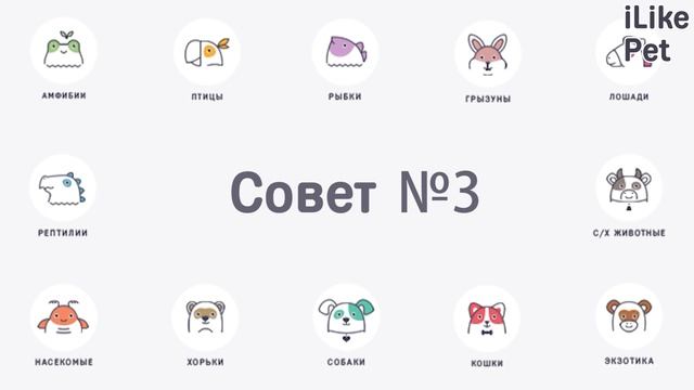 5 советов, как назвать питомца смотреть онлайн