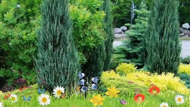 Можжевельник скальный Блю Эрроу ? Обзор: посадка и уход. саженцы, крупномеры: описание и особенност смотреть онлайн
