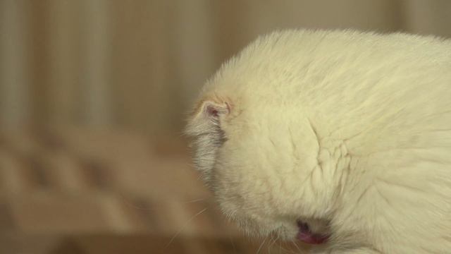 Котенок лижет лапу (kitty licks his paw, super slow motion 240 fps) смотреть онлайн