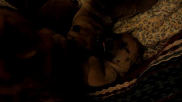 шарпей щенок и мама смотреть онлайн