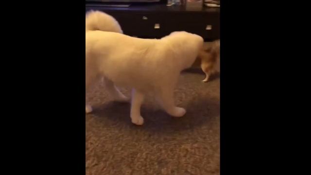 Акита Ину Хочо ( 3 месяца ) - сын Умы с чихуахуа Анфисой смотреть онлайн