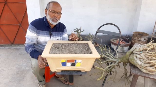 adenium care after winter. ফেব্রুয়ারীতে এ্যাডেনিয়াম পরিচর্যা। 17 February 2024 смотреть онлайн