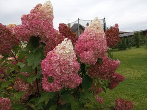 Высокая, средняя и низкая обрезка метельчатой гортензии Ванилла Фрейз (Ванила Фрайз)