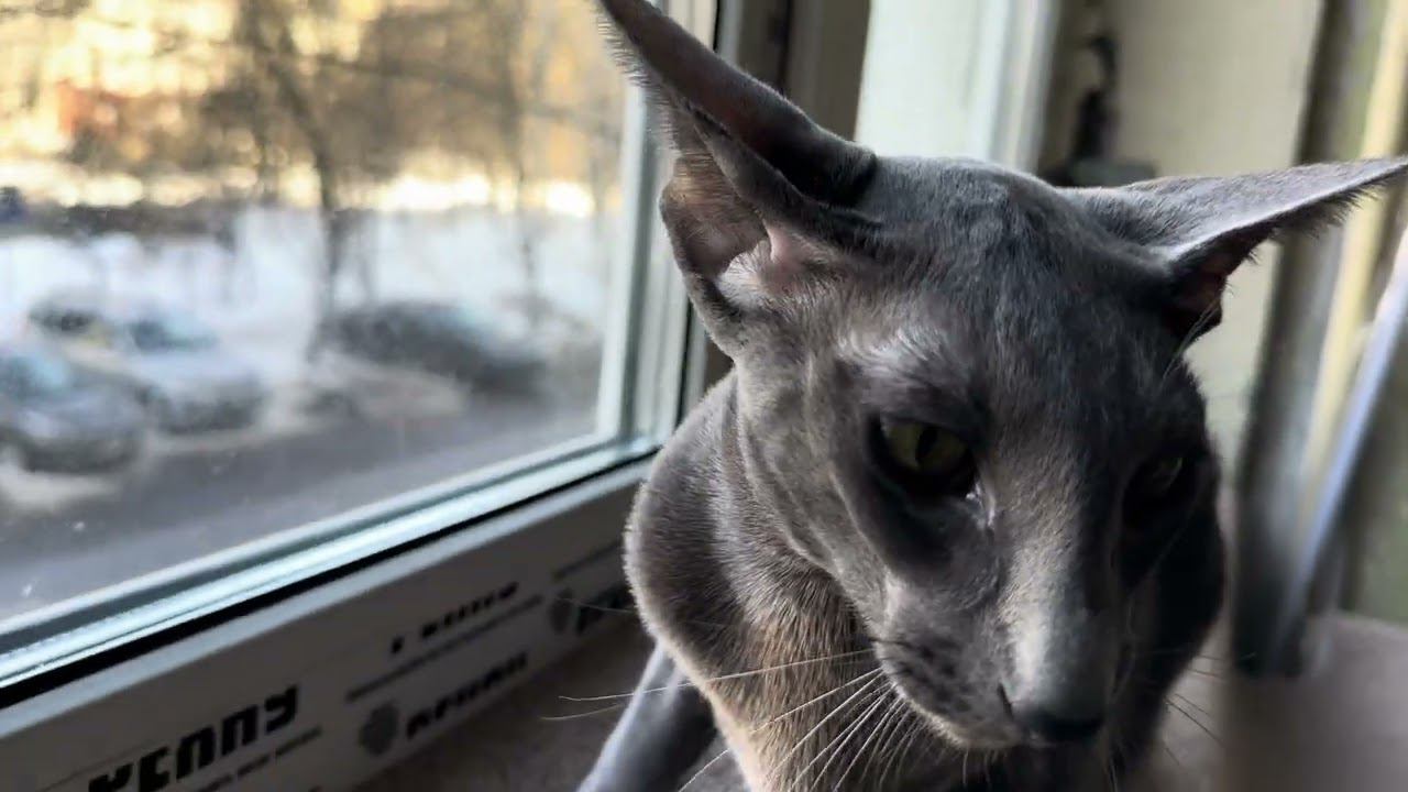 Ориентальная кошка Марси разговаривает