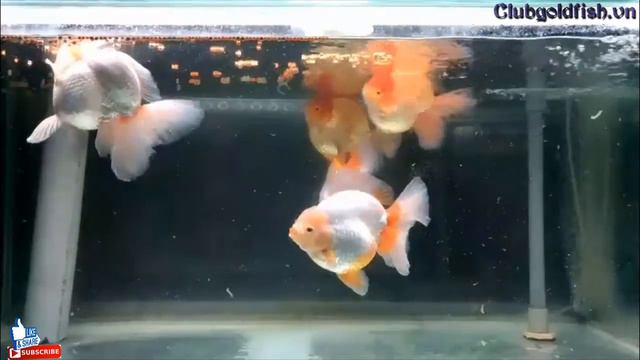 A Yue giant lion changed water every day, greatly satisfied - Goldfish Club смотреть онлайн