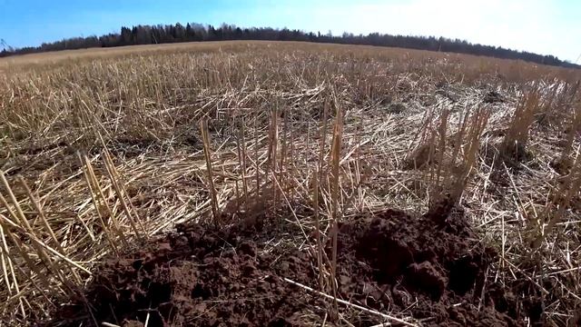 КОП МОНЕТ. ПОИСК МЕТАЛЛОИСКАТЕЛЕМ. ПЕРСТЕНЬ "ЛЮТЫЙ ЗВЕРЬ" СТАРИННЫЕ НАХОДКИ. смотреть онлайн