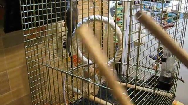 Кореллы. Клетка для корелл смотреть онлайн