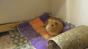 Какого питомца выбрать/ Морские свинки или шиншиллы