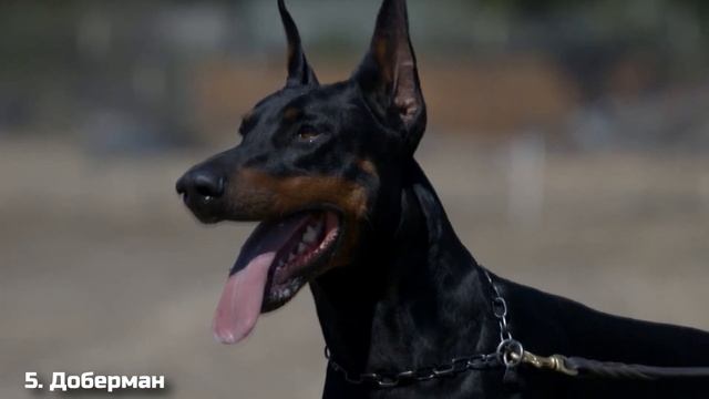 10 Самых Преданных Собак в Мире смотреть онлайн
