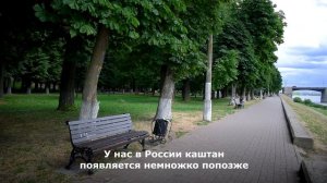 Ключи Твери № 98. Городские деревья