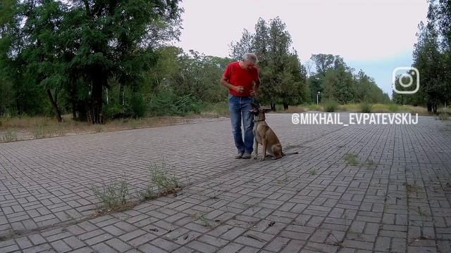 Бельгийская овчарка малинуа Альфа занятя после физической нагрузки.mp4