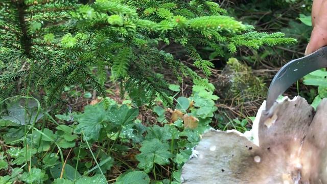 SIRTI GÖKÇE MANTARI Russula cyanoxantha смотреть онлайн