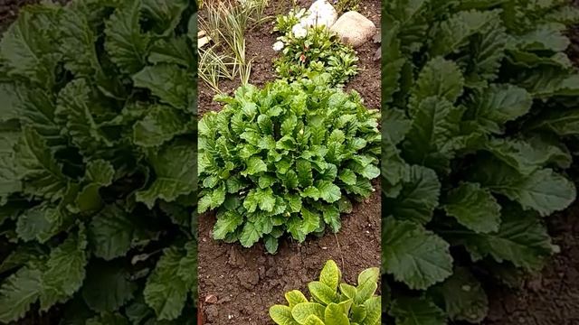 Многолетние цветы - первоцветы. Примула. Деление примулы. смотреть онлайн