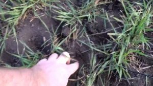 Боронование озимой пшеницы 2020г