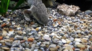 Плюсы и минусы Полиптерус / Стоит ли покупать